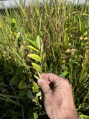 Alysicarpus vaginalis