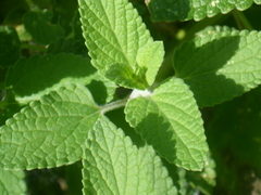 Nepeta racemosa