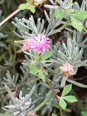 Trifolium resupinatum