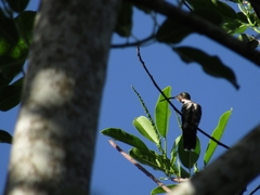 Anthracothorax prevostii