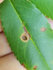 Coptodisca splendoriferella