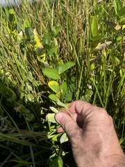 Alysicarpus vaginalis