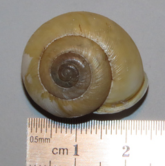 Neohelix alleni