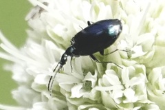 Lebia viridis