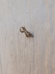 Lineodes integra