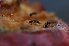 Myrmecina graminicola