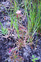 Drosera glabripes