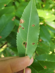 Coptodisca splendoriferella