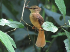 Onychorhynchus coronatus