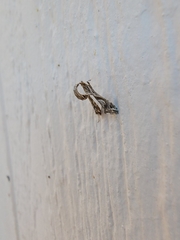 Lineodes integra