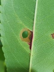 Coptodisca splendoriferella