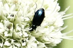 Lebia viridis