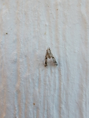 Lineodes integra