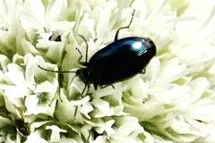 Lebia viridis