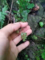 Adiantum philippense