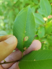 Coptodisca splendoriferella