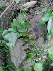 Adiantum philippense