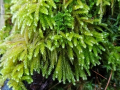 Eurhynchium angustirete