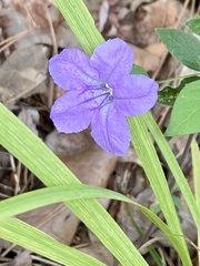 Ruellia pedunculata