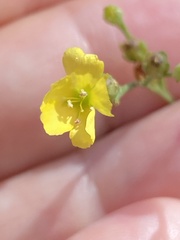 Linum floridanum