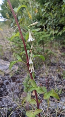 Nabalus trifoliolatus