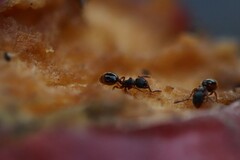 Myrmecina graminicola