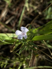 Dyschoriste angusta
