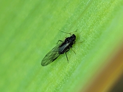 Aphis fabae