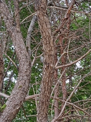 Dryobates pubescens