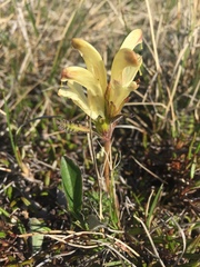 Pedicularis capitata