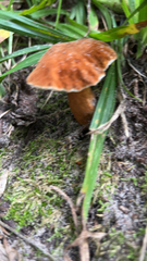Gyroporus castaneus