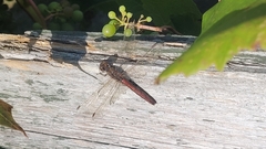 Sympetrum vulgatum