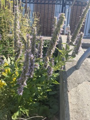 Agastache