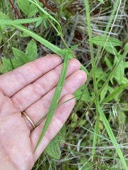 Symphyotrichum lanceolatum