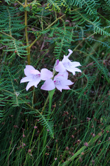 Gladiolus carneus
