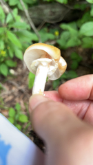 Stropharia ambigua
