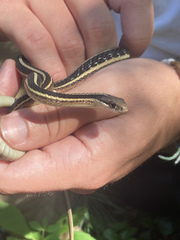 Thamnophis saurita saurita