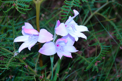 Gladiolus carneus
