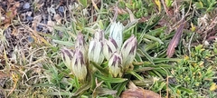 Gentiana algida