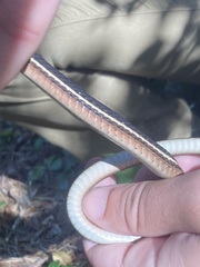 Thamnophis saurita saurita