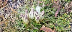 Gentiana algida