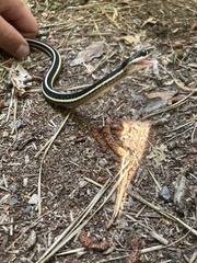 Thamnophis saurita saurita