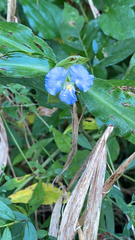 Commelina virginica