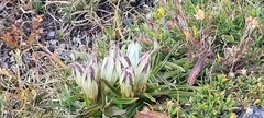Gentiana algida