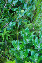Hermas villosa