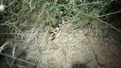 Rhinocheilus lecontei