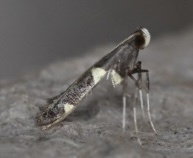 Caloptilia bimaculatella