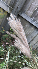 Miscanthus sinensis