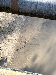 Lithobates catesbeianus