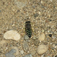 Bembix americana spinolae